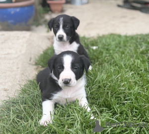 Foto №4. Ich werde verkaufen border collie in der Stadt Aqua. quotient 	ankündigung - preis - 490€