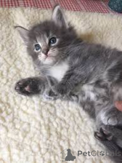Foto №3. Norwegische Waldkätzchen zur Adoption zur Verfügung stehen. Deutschland