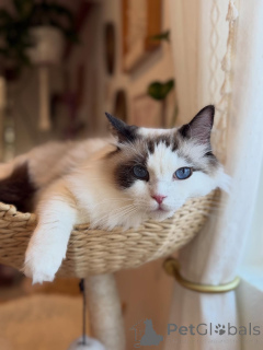 Foto №1. ragdoll-katze - zum Verkauf in der Stadt Kork | verhandelt | Ankündigung № 157462