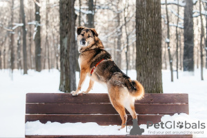 Foto №3. Bro ist dein zukünftiger bester Freund! In guten Händen. Russische Föderation