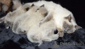 Foto №4. Ich werde verkaufen ragdoll-katze in der Stadt Mineola. quotient 	ankündigung, züchter - preis - 331€