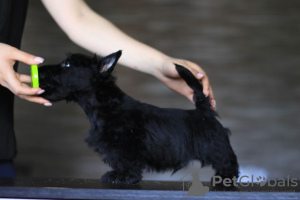 Foto №1. scottish terrier - zum Verkauf in der Stadt Simferopol | verhandelt | Ankündigung № 11166