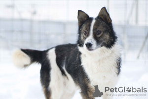 Foto №2 zu Ankündigung № 18288 zu verkaufen mischlingshund - einkaufen Russische Föderation quotient 	ankündigung
