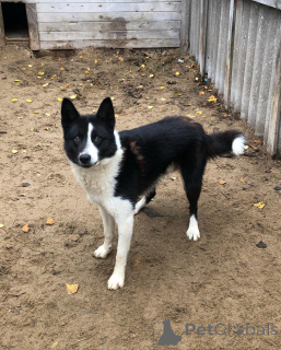 Foto №4. Ich werde verkaufen karelischer bärenhund in der Stadt Alavus. quotient 	ankündigung - preis - 533€