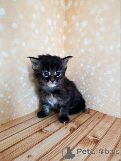 Foto №2 zu Ankündigung № 162473 zu verkaufen maine-coon-katze - einkaufen Russische Föderation vom kindergarten