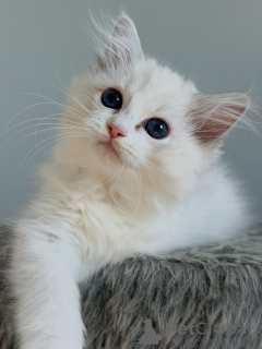 Foto №2 zu Ankündigung № 174898 zu verkaufen ragdoll-katze - einkaufen Niederlande züchter