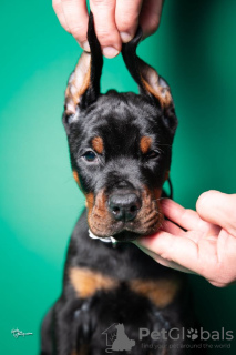 Foto №3. Dobermann-Welpen zu verkaufen. Serbien