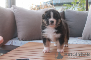 Foto №2 zu Ankündigung № 93034 zu verkaufen australian shepherd - einkaufen Finnland quotient 	ankündigung