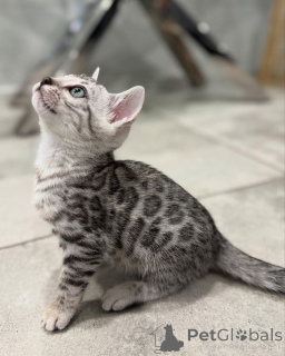 Foto №2 zu Ankündigung № 152551 zu verkaufen bengal katzenrasse - einkaufen Deutschland quotient 	ankündigung