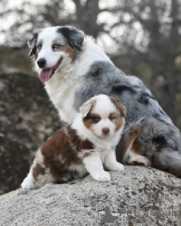 Foto №1. anatolischer hirtenhund - zum Verkauf in der Stadt Dhange | verhandelt | Ankündigung № 168844