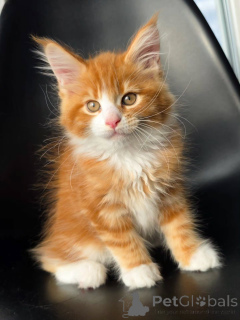 Foto №1. maine-coon-katze - zum Verkauf in der Stadt Brüssel | verhandelt | Ankündigung № 177879