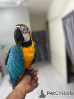 Foto №2 zu Ankündigung № 143954 zu verkaufen mischlingshund - einkaufen Iran züchter