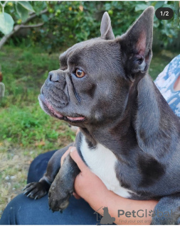 Zusätzliche Fotos: Tragetasche für französische Bulldogge lila