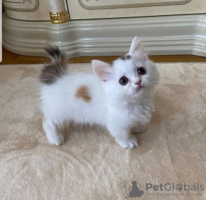 Foto №2 zu Ankündigung № 72827 zu verkaufen munchkin - einkaufen Finnland quotient 	ankündigung, züchter