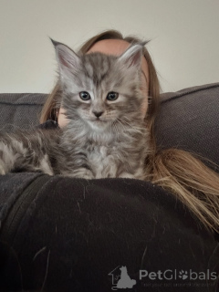 Foto №3. Wunderschönes Maine-Coon-Kätzchen mit getigerter Katze, cooles Fell und süßes. Deutschland
