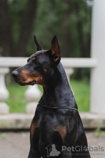 Foto №4. Paarung dobermann in Russische Föderation. Ankündigung № 125543