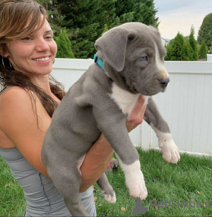 Foto №2 zu Ankündigung № 78601 zu verkaufen american pit bull terrier - einkaufen Griechenland quotient 	ankündigung