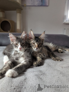 Foto №1. minuet cat kurzhaar - zum Verkauf in der Stadt Hagen | 350€ | Ankündigung № 148355