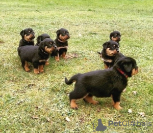 Foto №1. rottweiler - zum Verkauf in der Stadt Włocławek | 350€ | Ankündigung № 105506