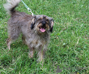 Foto №3. Selten aussehender Hund sucht ein Zuhause. Russische Föderation