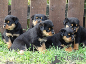 Foto №4. Ich werde verkaufen rottweiler in der Stadt Falkenberg. quotient 	ankündigung, züchter - preis - 850€