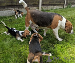 Foto №2 zu Ankündigung № 166178 zu verkaufen beagle - einkaufen Deutschland 