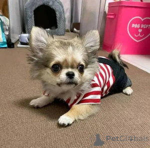 Foto №2 zu Ankündigung № 165318 zu verkaufen chihuahua - einkaufen Finnland quotient 	ankündigung, züchter