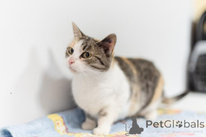 Foto №4. Ich werde verkaufen  in der Stadt Chimki. aus dem tierheim - preis - Frei