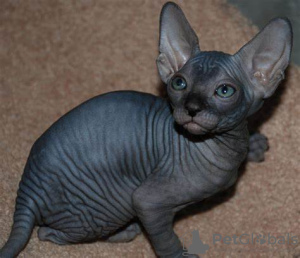 Foto №2 zu Ankündigung № 97591 zu verkaufen sphynx-katze - einkaufen Deutschland quotient 	ankündigung, aus dem tierheim, züchter