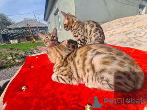 Foto №3. Bengals Kätzchen. Kasachstan