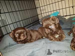 Foto №2 zu Ankündigung № 158977 zu verkaufen shih tzu - einkaufen Litauen quotient 	ankündigung, züchter