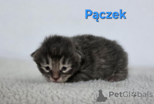 Foto №2 zu Ankündigung № 159006 zu verkaufen kurilen bobtail - einkaufen Polen quotient 	ankündigung