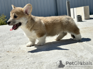 Foto №1. welsh corgi - zum Verkauf in der Stadt Италијани | verhandelt | Ankündigung № 103888