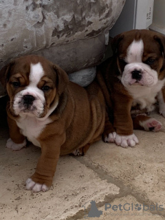 Foto №2 zu Ankündigung № 118101 zu verkaufen englische bulldogge - einkaufen Deutschland quotient 	ankündigung, züchter