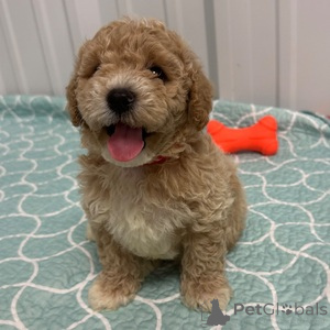 Foto №1. mischlingshund - zum Verkauf in der Stadt Baierbrunn | 350€ | Ankündigung № 151479