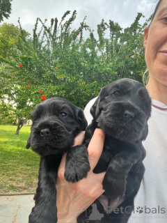 Foto №3. Chiots Cocker Spaniel Englisch zu verkaufen. Frankreich