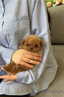 Foto №2 zu Ankündigung № 153061 zu verkaufen pudel (toy) - einkaufen Frankreich züchter