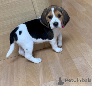 Foto №2 zu Ankündigung № 158689 zu verkaufen beagle - einkaufen Litauen quotient 	ankündigung