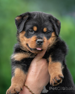 Foto №1. rottweiler - zum Verkauf in der Stadt Plaidt | 250€ | Ankündigung № 173652