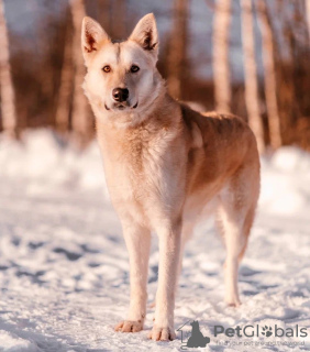 Foto №3. Hund Altai in guten Händen. Russische Föderation