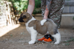 Foto №4. Ich werde verkaufen amerikanischer akita in der Stadt Moskwa. vom kindergarten, züchter - preis - verhandelt