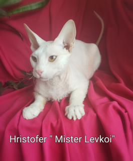 Foto №3. "Mister Levkoi." Jugendliche der Don Sphinx, gestorben am 24.07.18.. Weißrussland