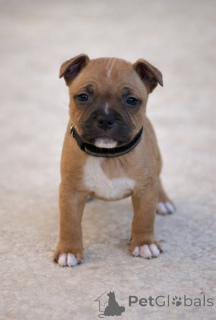 Foto №1. amerikanischer staffordshire terrier - zum Verkauf in der Stadt Anderu | Frei | Ankündigung № 161496