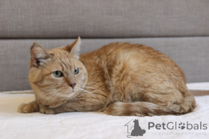 Foto №4. Ich werde verkaufen  in der Stadt Minsk. aus dem tierheim - preis - Frei