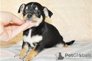 Zusätzliche Fotos: Entzückende Chihuahua-Welpen zur kostenlosen Adoption