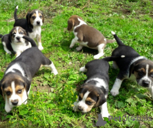 Foto №1. beagle - zum Verkauf in der Stadt Vadaktai | 340€ | Ankündigung № 37092