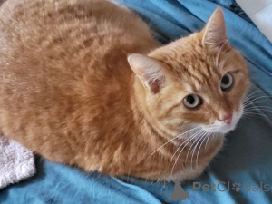 Foto №4. Ich werde verkaufen  in der Stadt Moskova. quotient 	ankündigung - preis - Frei