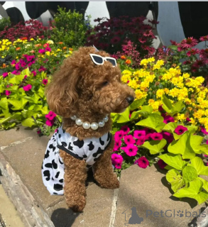 Foto №3. Pudelwelpe. Australien