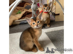 Foto №1. abessinierkatze - zum Verkauf in der Stadt Sevilla | verhandelt | Ankündigung № 176409