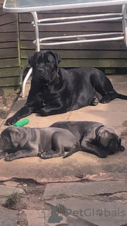 Foto №3. Cane Corso. USA